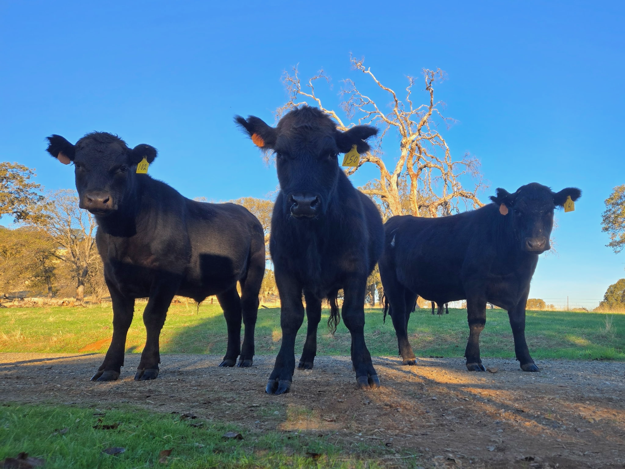 Three yearling cattle standing like the album cover for an early 2000s boy band.